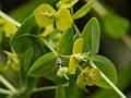 Horned Spurge